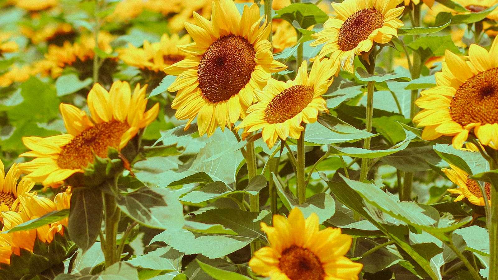 Choosing the Perfect Medium ​for Your Sunflower Masterpiece