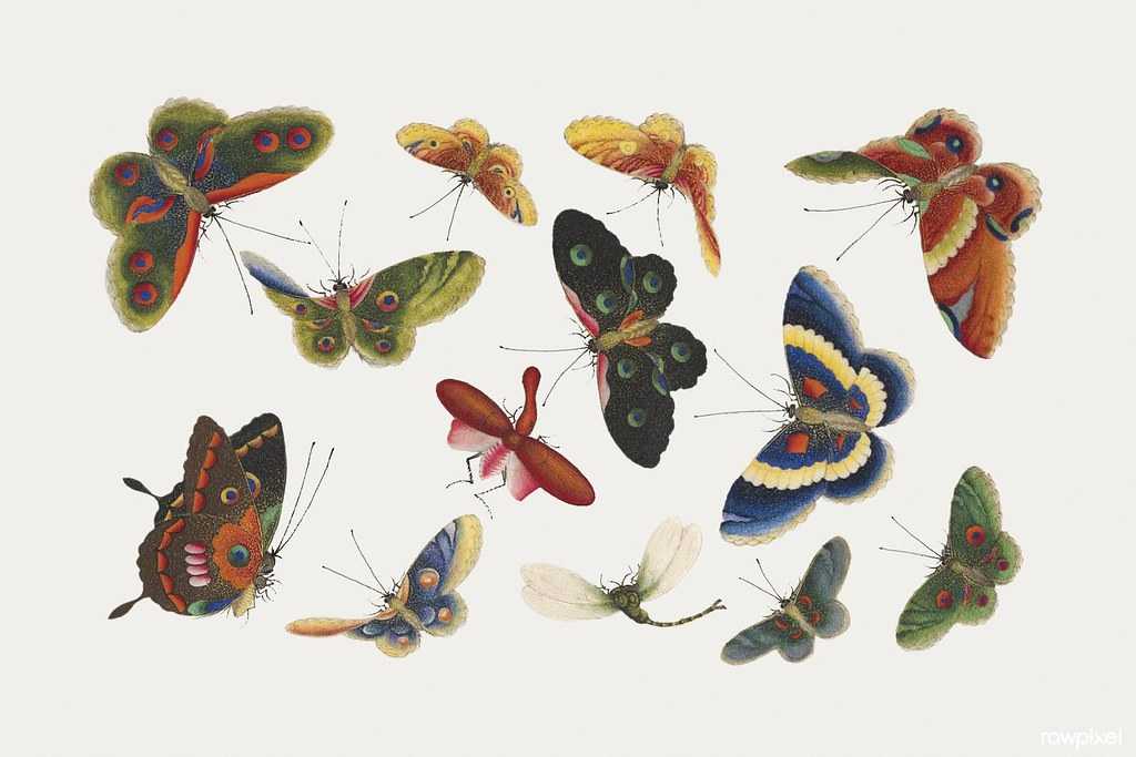 painting of butterflies