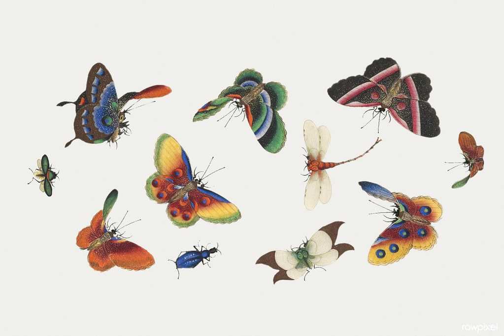 Incorporating Butterfly Art into Your Home Décor