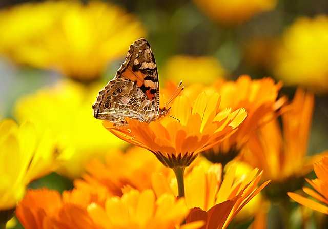 paintings with butterflies