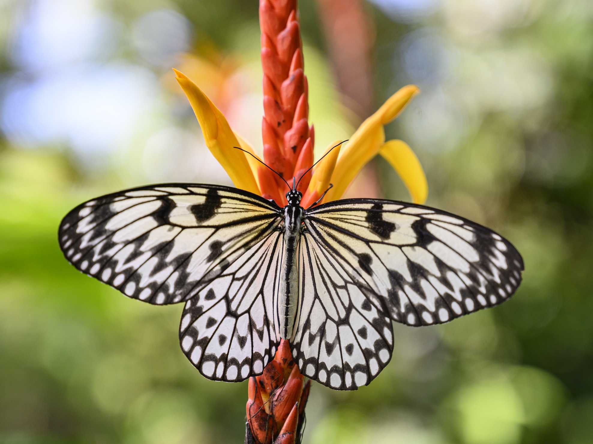 Incorporating Butterflies into Your Painting Composition