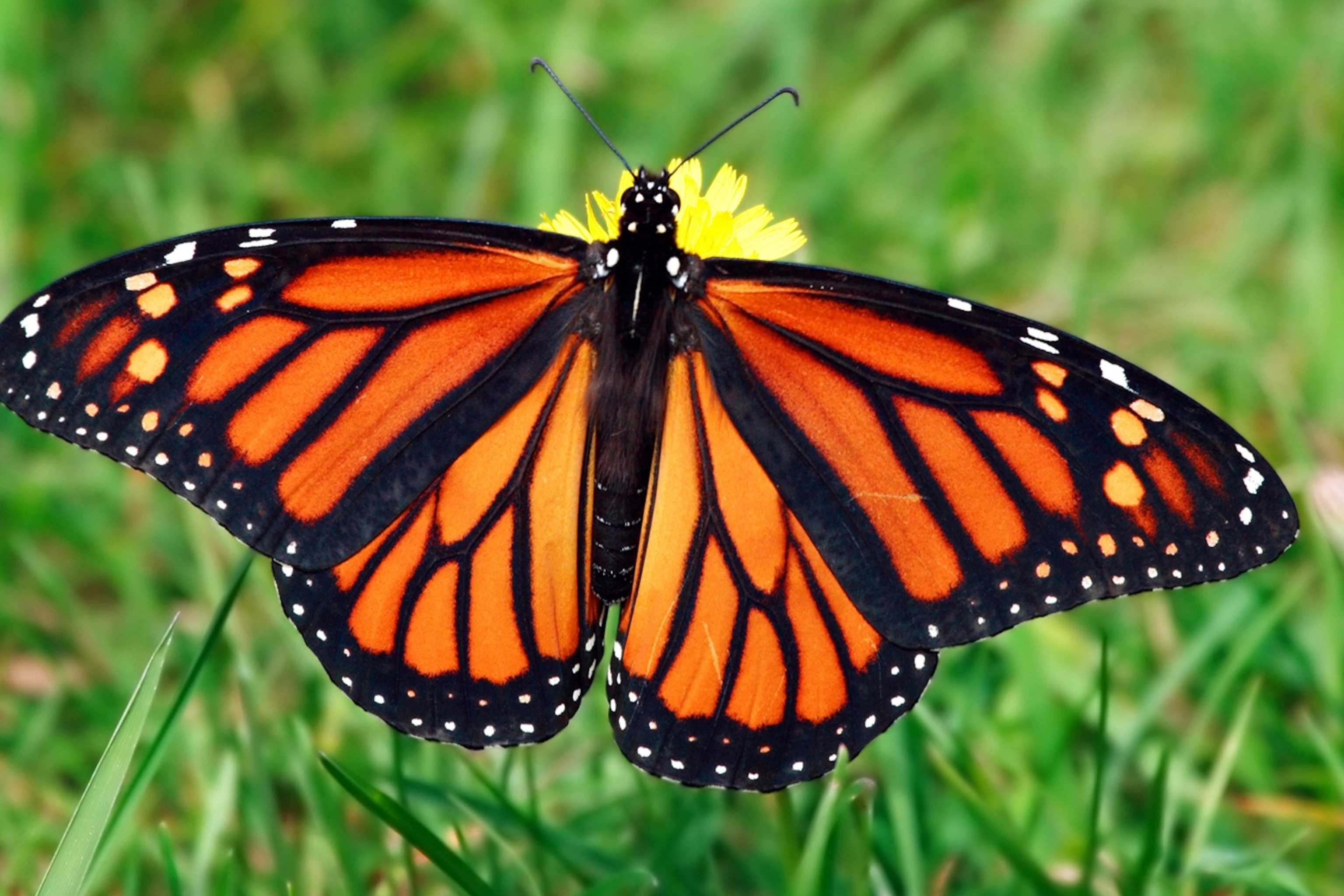 Mastering the Art of Capturing the Delicate Beauty of Butterflies