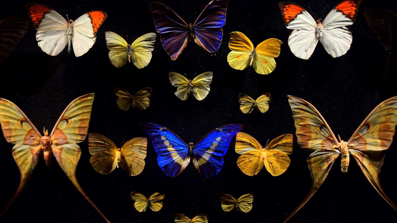 Unveiling‌ the Mystique: Butterflies as ‍Subjects in Contemporary Art