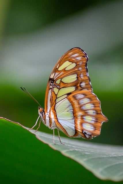 painting with butterflies