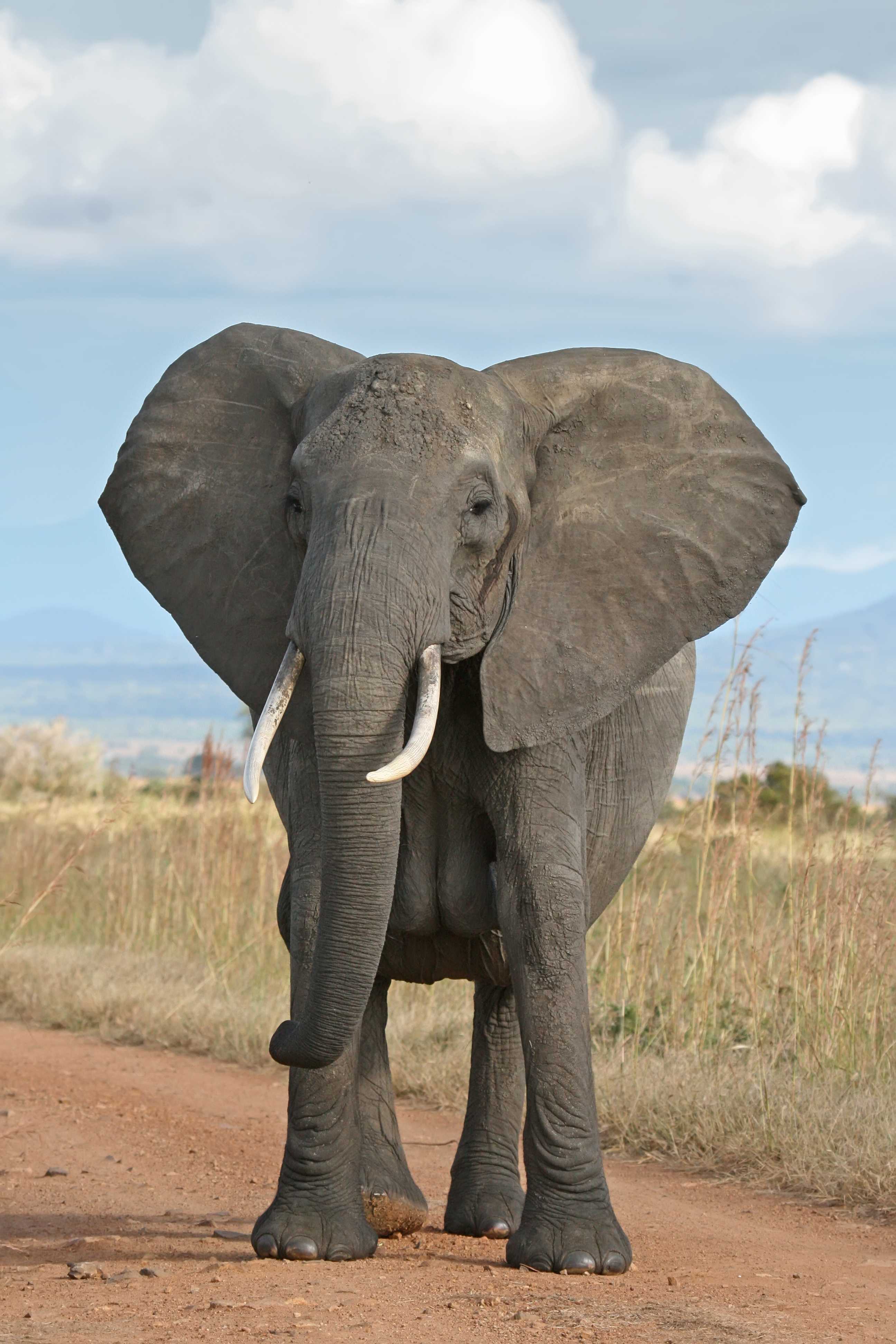 - Capturing the Majesty: Techniques for Painting an ‍Elephant in All Its Grandeur