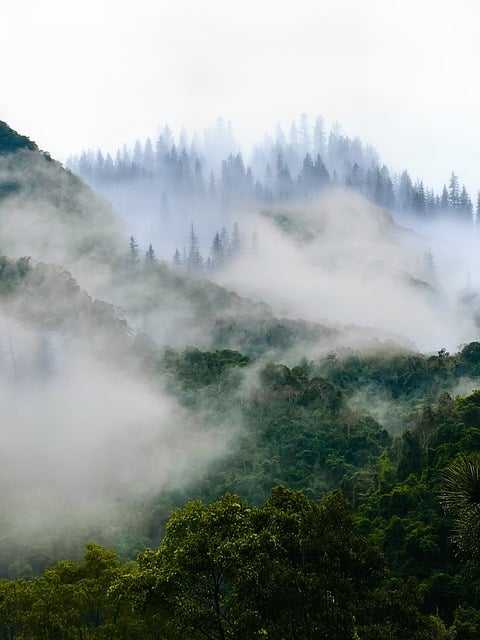 Exploring the Serene Connection​ between Trees and Art