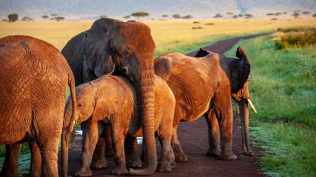 Techniques ⁤and Styles: Mastering⁤ the ‌Art‌ of Elephant Depiction