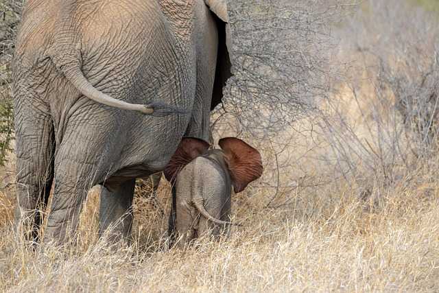 Choosing the Right Materials for Your Elephant Painting