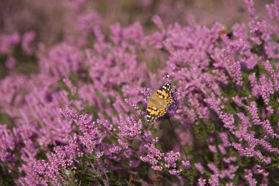 Choosing the Perfect Butterfly Paintings for Your​ Space