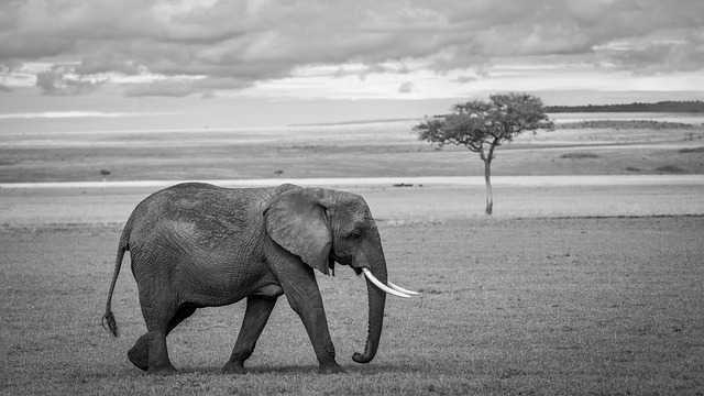 Techniques to Bring Elephant Art to Life