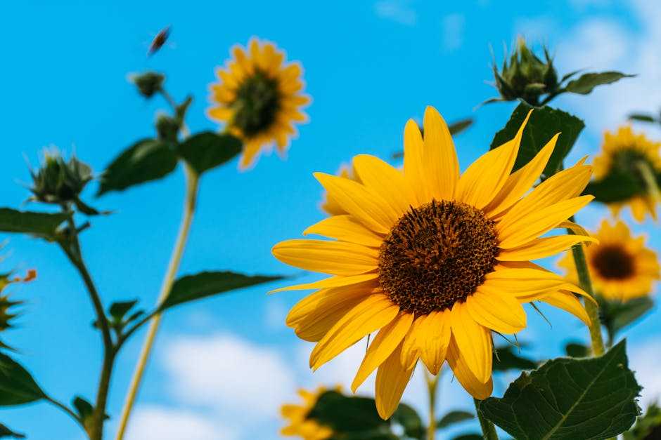 Techniques to Bring Sunflowers to Life on Canvas