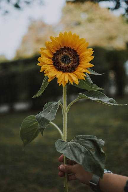 Choosing the Right Colors for Your Sunflower Masterpiece