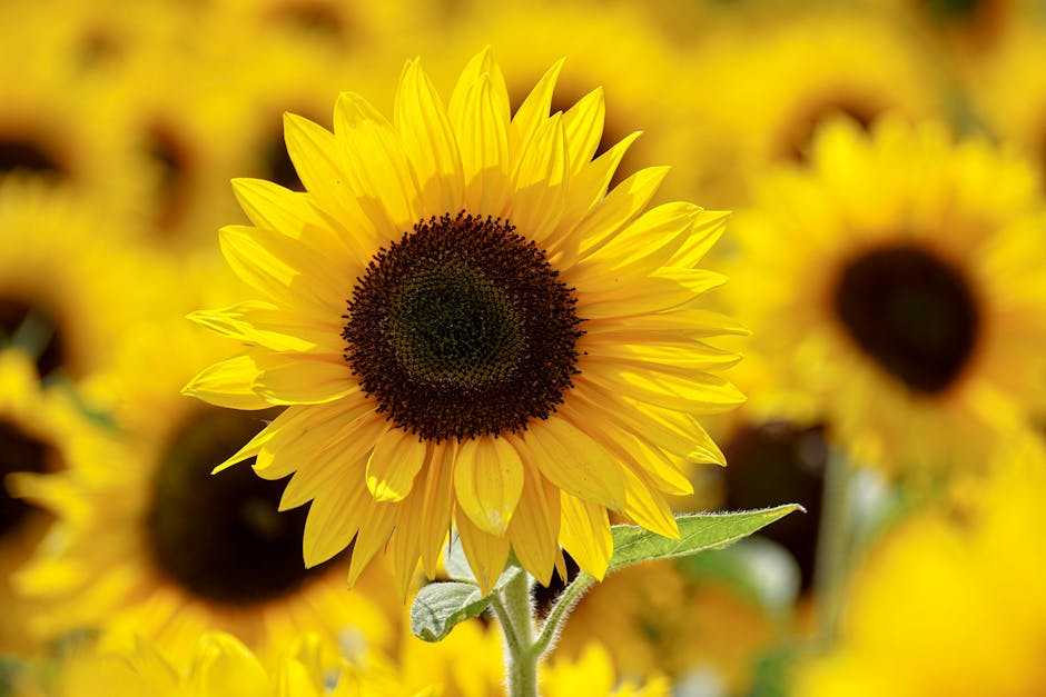 Incorporating Sunflowers into Various Art Styles and Decor