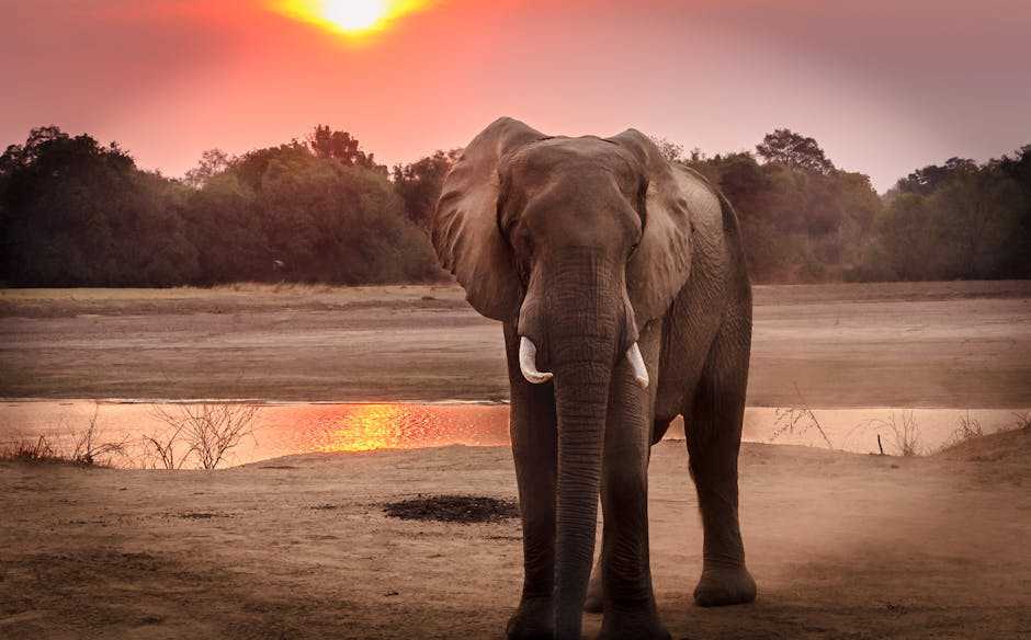 Choosing the Right Colors and Materials for Elephant Paintings