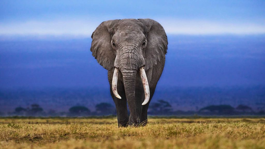painting of a elephant
