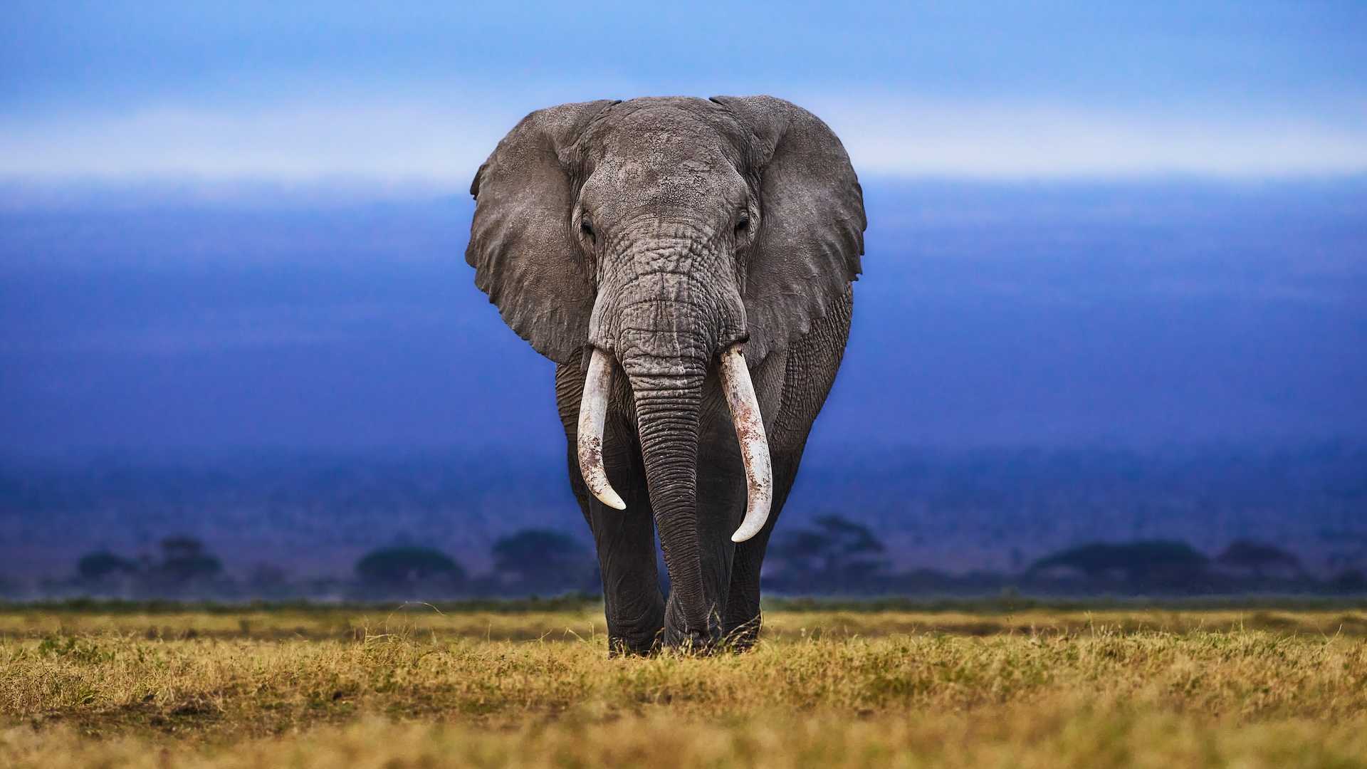 painting of a elephant