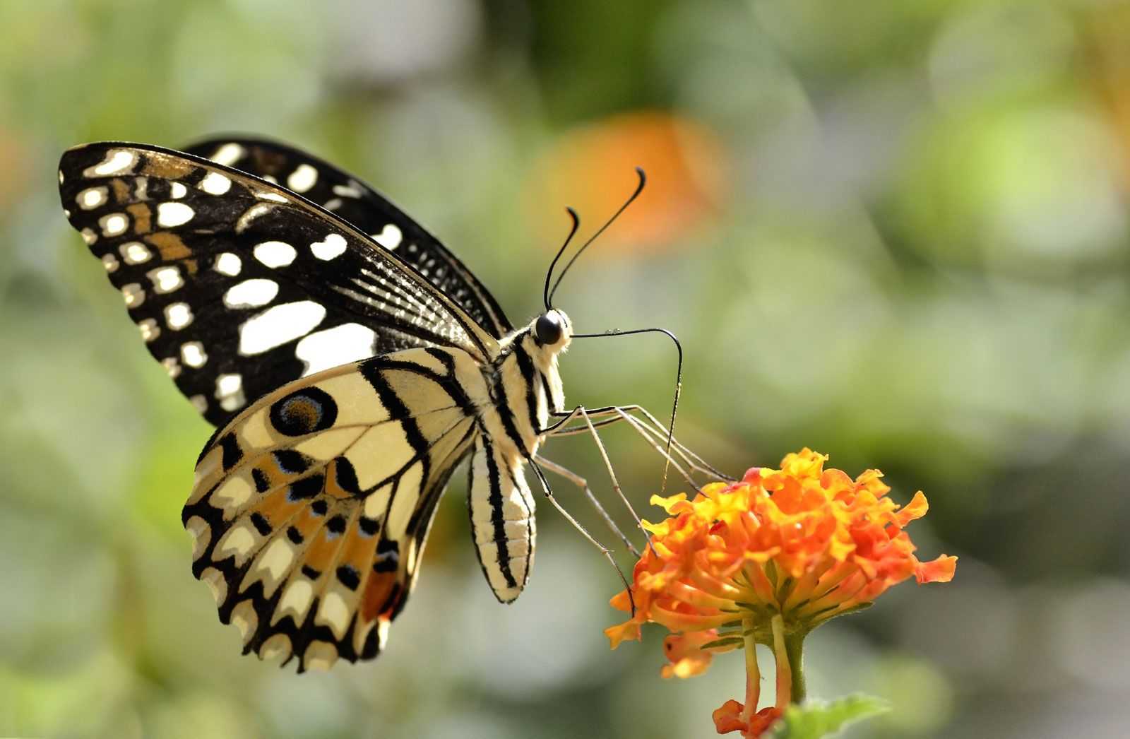 paintings butterfly