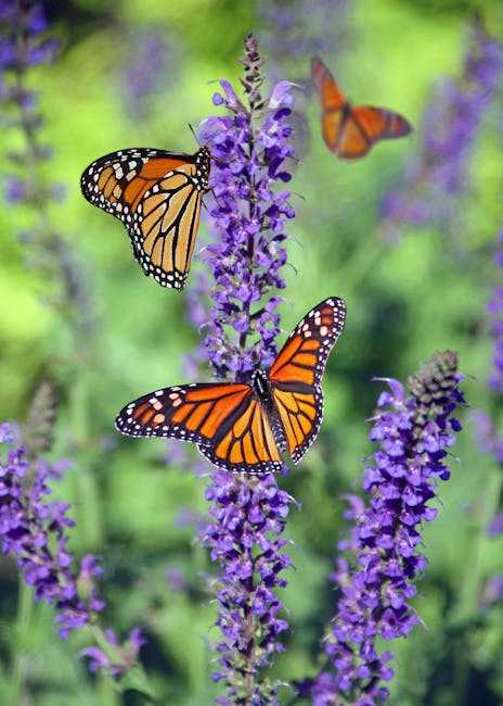 Creating Mood and Atmosphere with Butterfly Color Palettes