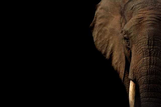 Techniques and Styles to‌ Capture the Majesty​ of ‌Elephants‌ on‌ Canvas