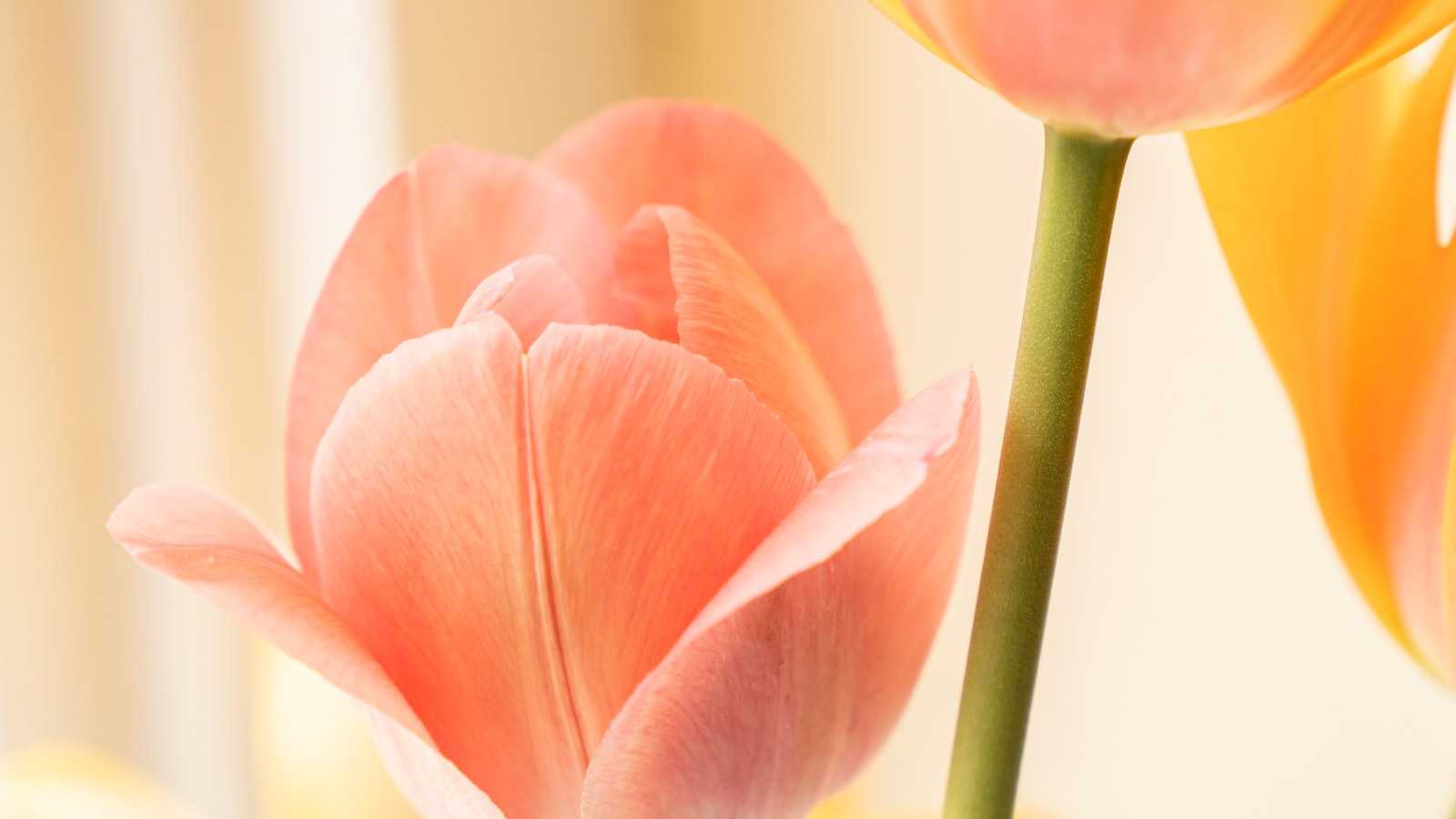 Finding the Perfect Bridal Bouquet Near Me: A Complete Guide